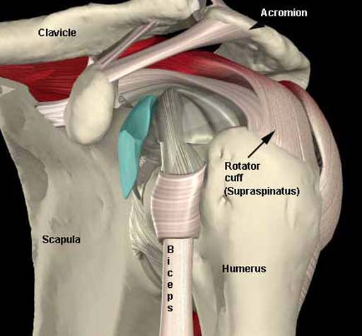 Arthroscopic Rotator Cuff Repair