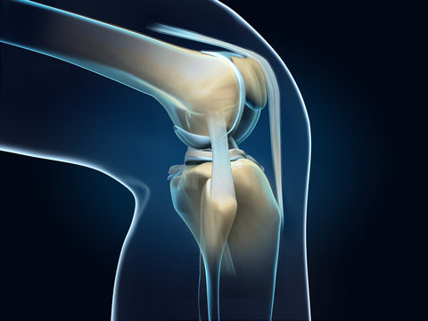 Normal Anatomy of the Knee Joint A Comprehensive Guide by Dr. Vivek Bansal